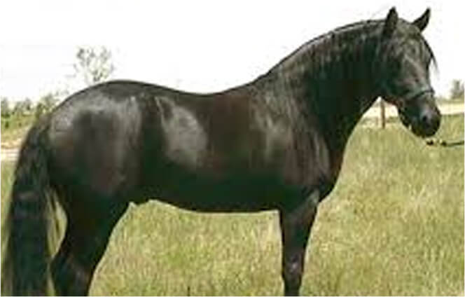 black-horse