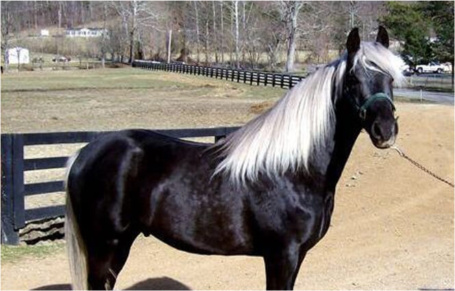 black-silver-horse