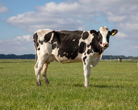 Cow