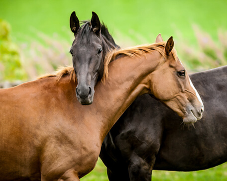 Horses