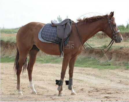 Horse Riding Lessons