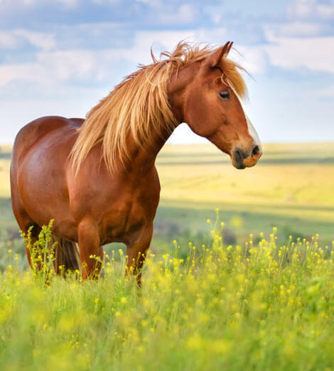 Horse Training