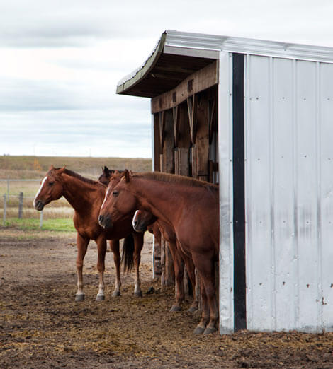 Horse Training