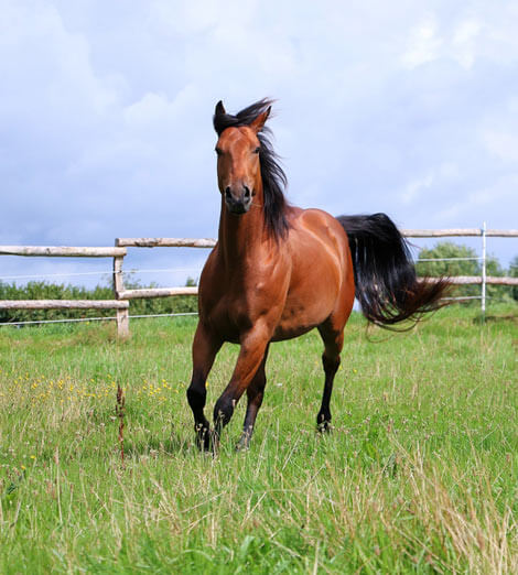 Horse Training