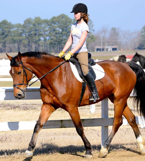 Horse Training