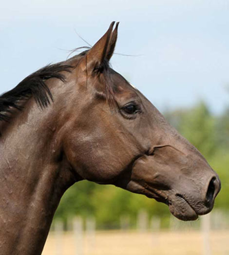 Horse Training