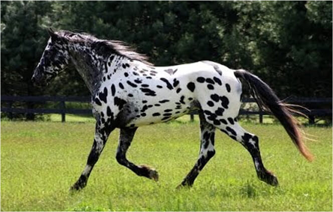 leopard-horse