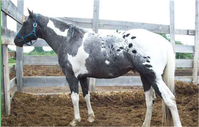 Pintaloosa-horse