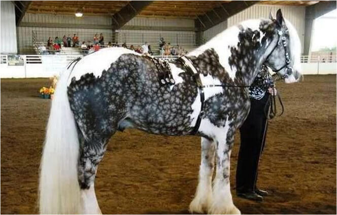 snowflake-horse