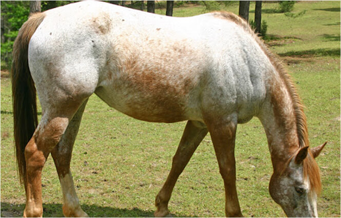 Varnish Roan horse