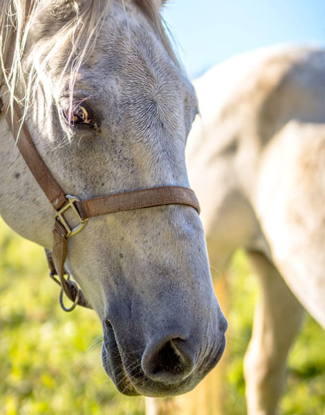 color horses